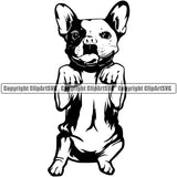 French Bulldog Begging Body Design K9 Animal Portrait Doggy Face Cute Vector Head Purebred Pup Pedigree Clipart SVG