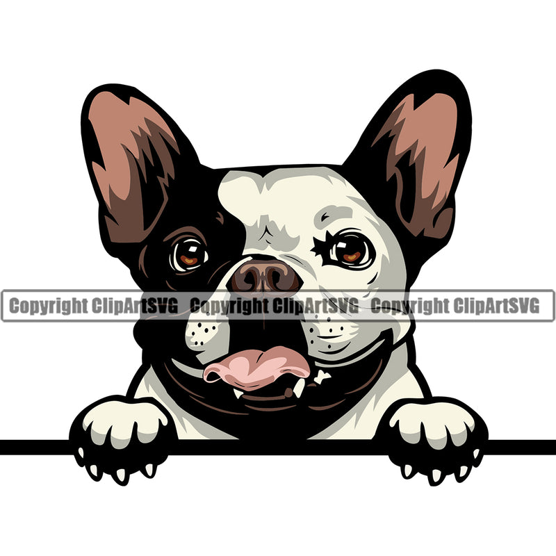French Bulldog Peeking Color Head Animal  Canine K-9 K9 Animal Portrait Doggy Mascot Puppy Head Purebred Pup Pedigree Clipart SVG