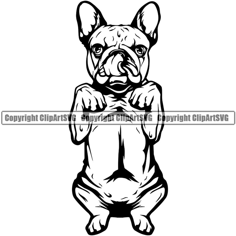 French Bulldog Begging Design Canine K-9 K9 Animal Portrait Cute Body Doggy Puppy Head Purebred Pup Pedigree Clipart SVG