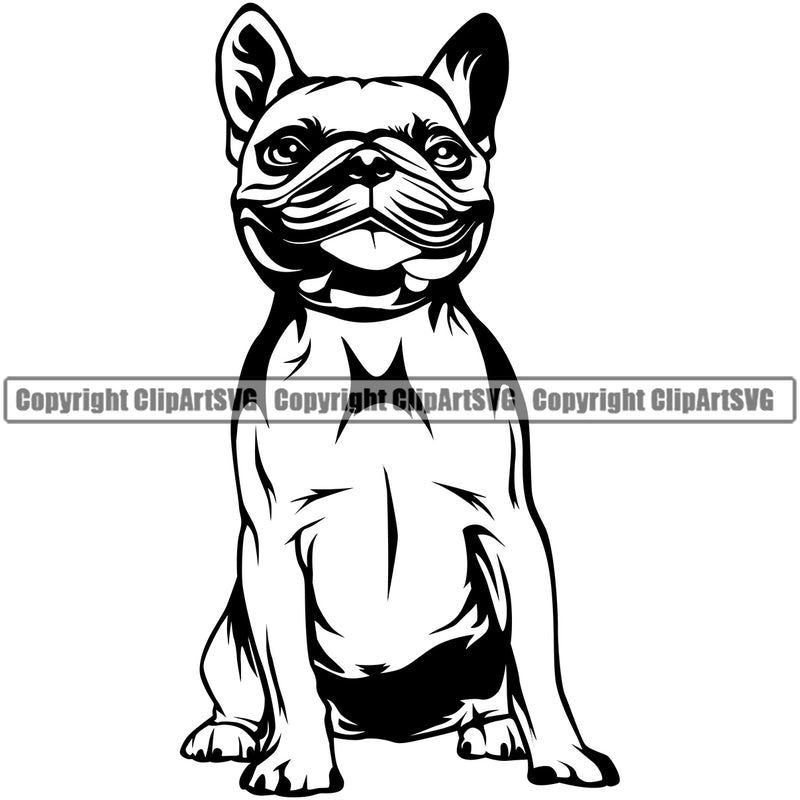 French Bulldog Sitting Animal Design Portrait Doggy Face Cute Vector Body Purebred Pup Pedigree Clipart SVG