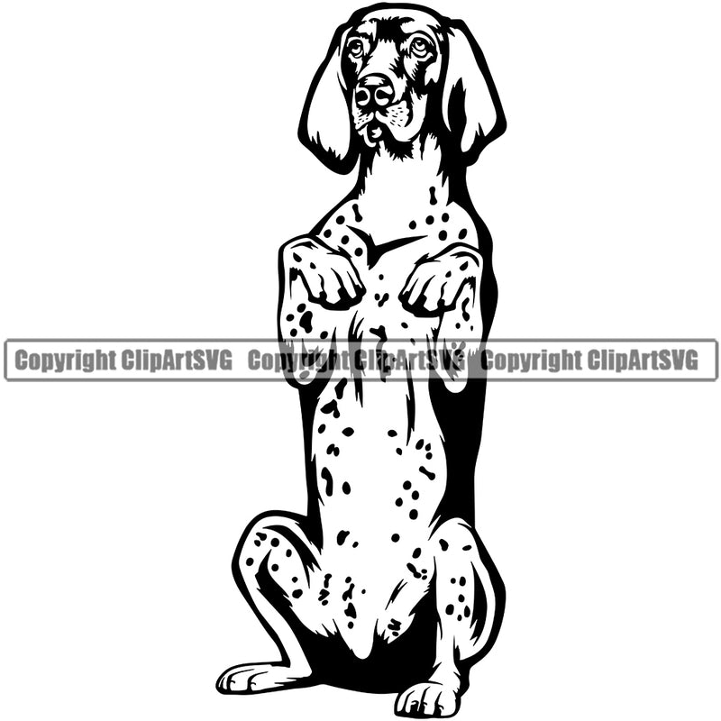 German Pointer Dog Begging Puppy Head Purebred Pup Pedigree Vector Canine K-9 K9 Animal Portrait Clipart SVG