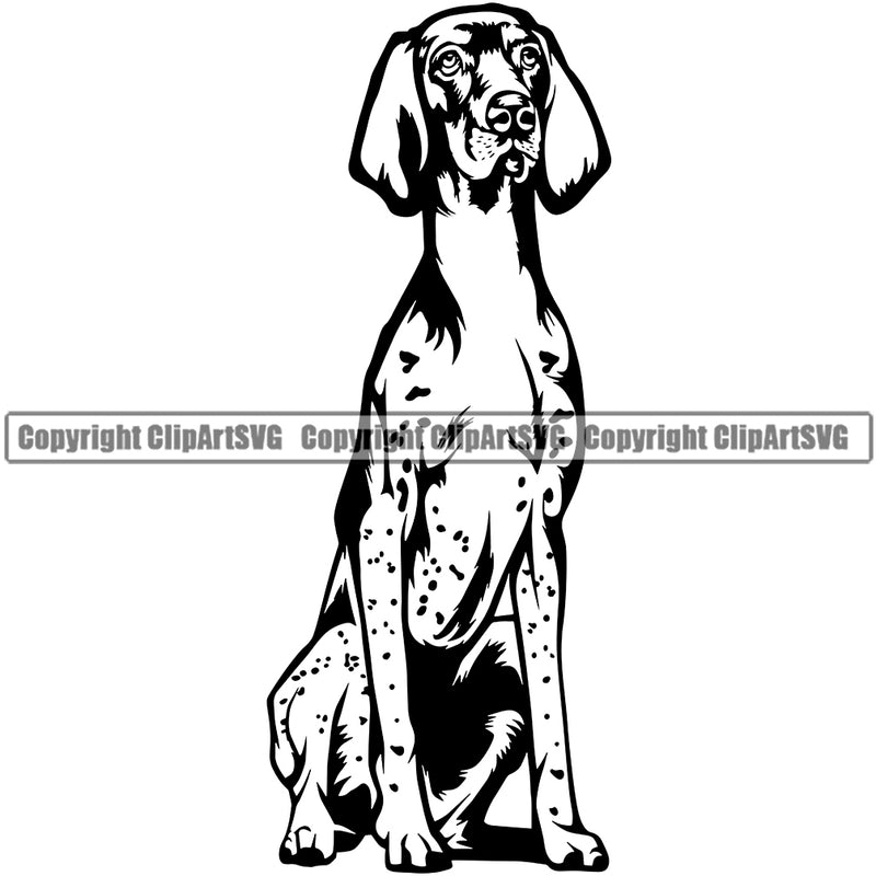 German Pointer Dog Sitting Position Design Puppy Body Purebred Pup Pedigree K9 Animal Portrait Doggy Face Cute Clipart SVG