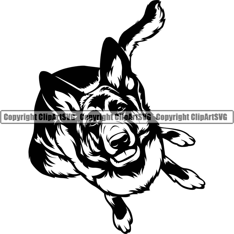 German Shepherd Dog Looking Up Design Element Breed Pup Puppy Purebred White Background Pedigree Canine Cop Police K9 K-9 Design Logo Clipart SVG