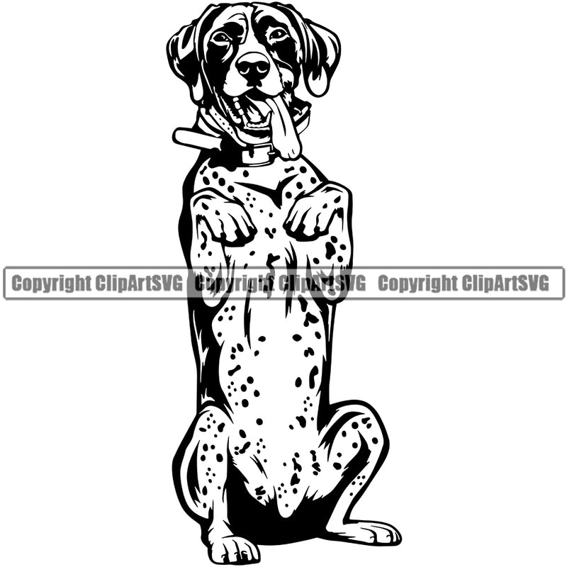 German Shorthaired Pointer Dog Begging Design Puppy Body Purebred Pup Pedigree K9 Animal Portrait Doggy Clipart SVG