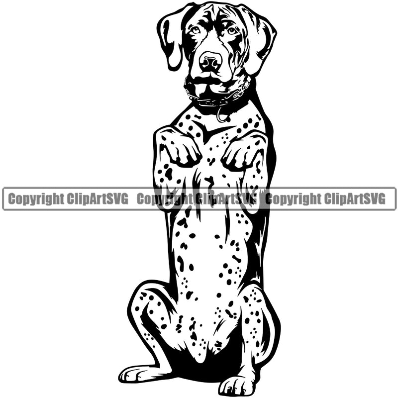 German Shorthaired Pointer Dog Begging Puppy Body Purebred Pup Pedigree Vector K9 Animal Portrait Dogg Clipart SVG