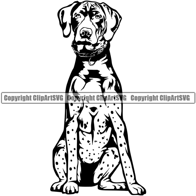 German Shorthaired Pointer Dog Puppy Head Pedigree Purebred K9 Animal Portrait Doggy Canine Clipart SVG