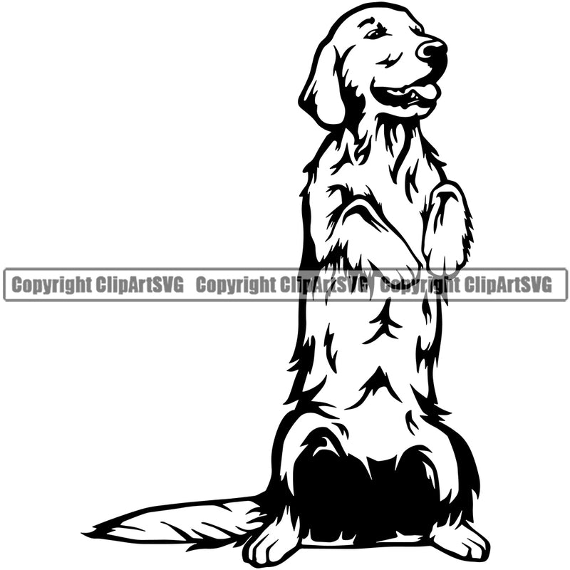 Golden Retriever Dog Begging Forward Design Puppy Head Purebred Pup Pedigree Vector K9 Animal Portrait Doggy Face Cute Clipart SVG