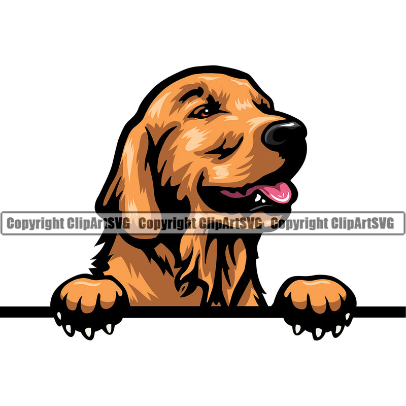 Golden Retriever Dog Peeking Design K9 Animal Portrait Doggy Face Cute Vector Puppy Head Purebred Pup Pedigree Clipart SVG