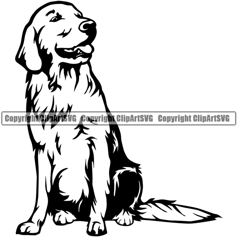 Golden Retriever Dog Sitting Design Animal Body Puppy Doggy Purebred Pedigree K9 Portrait Face Cute Vector Clipart SVG