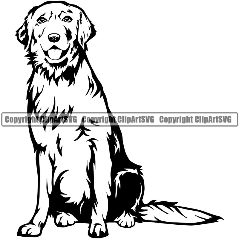 Golden Retriever Dog Sitting K9 Animal Portrait Doggy Face Cute Vector Puppy Body Purebred Pup Pedigree Clipart SVG