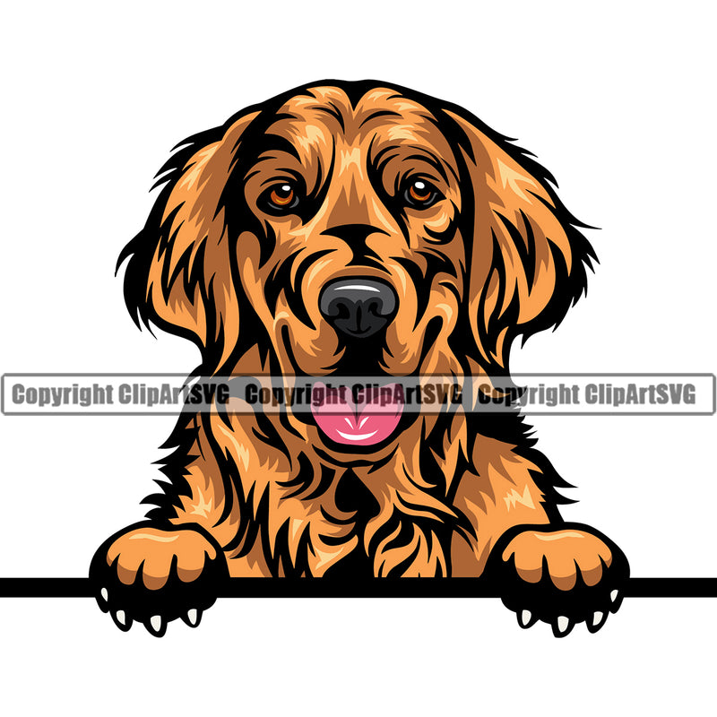 Golden Retriever Dog Peeking Design Color Body Animal Puppy Head Purebred Portrait Doggy Pup Pedigree Vector k9 Clipart SVG
