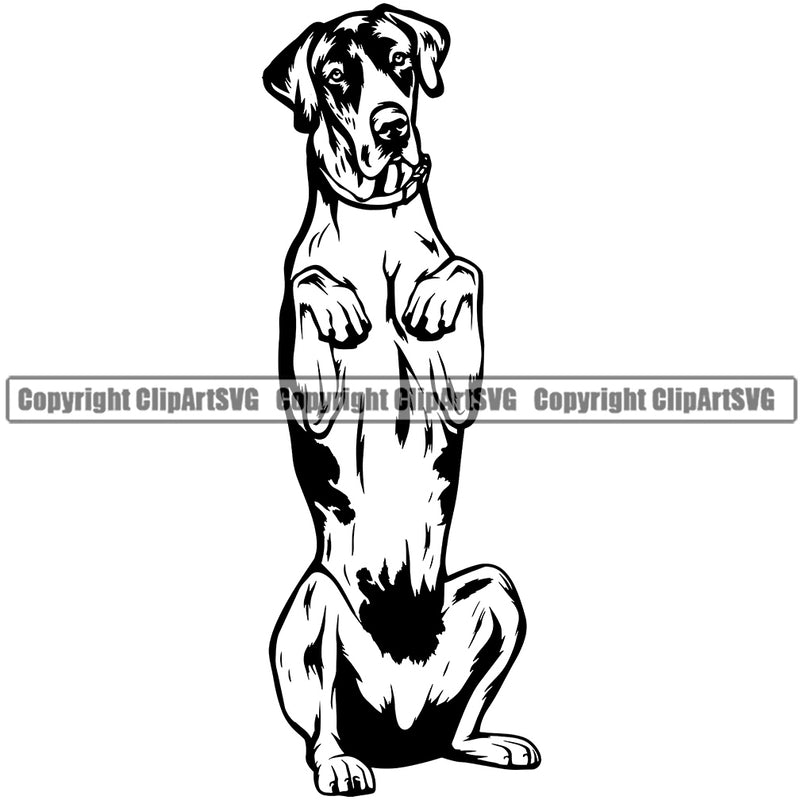 Great Dane Dog Begging Animal Cute Dog Puppy Head Purebred Pup Pedigree Vector K9 Animal Portrait Doggy Clipart SVG