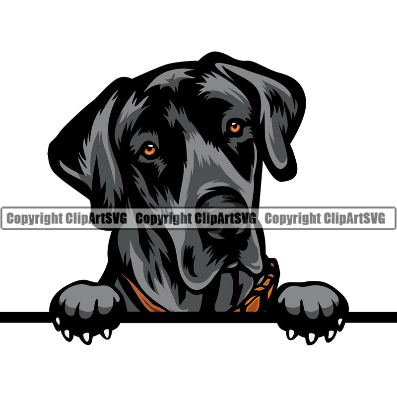 Great Dane Dog Peeking Design Black Color Color Head K9 Animal Portrait Doggy Face Vector Puppy Head Purebred Pup Pedigree Clipart SVG