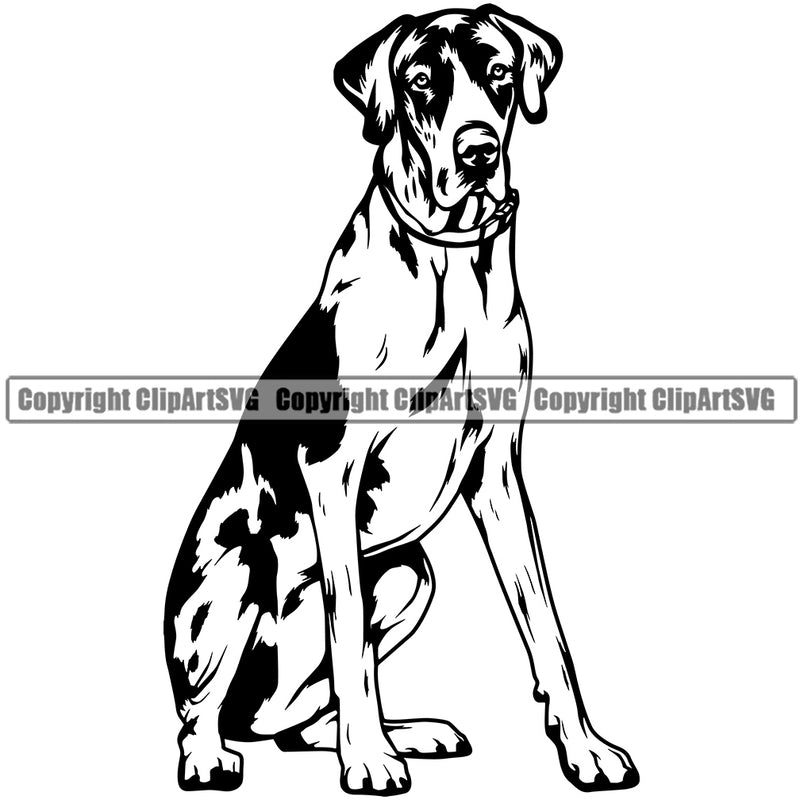 Great Dane Dog Sitting Design Puppy Head Purebred Pup Pedigree Vector Canine K-9 K9 Animal Portrait Doggy Clipart SVG