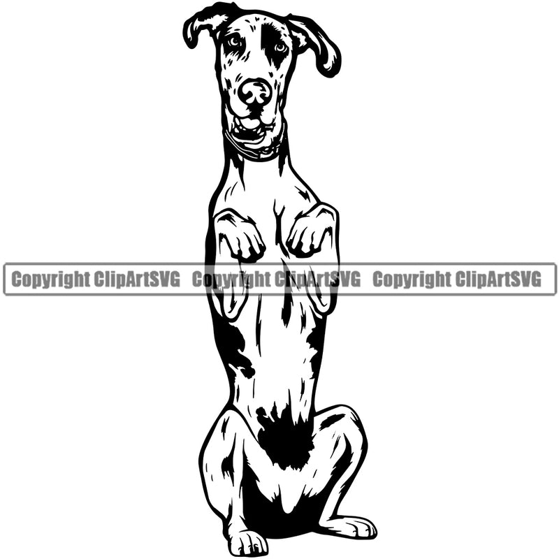 Great Dane Dog Begging Face Design Canine K-9 K9 Animal Portrait Doggy Vector Puppy Head Purebred Pup Pedigree Clipart SVG