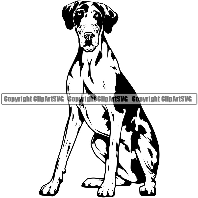 Great Dane Dog Sitting Purebred Design Head Pedigree Vector K9 Animal Portrait Doggy Face Cute Clipart SVG