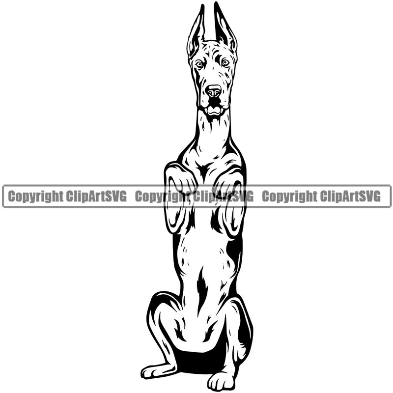 Great Dane Begging Dog K9 Animal Portrait Doggy Face Cute Vector Design Head Purebred Pup Pedigree Clipart SVG