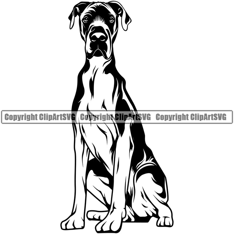 Great Dane Dog Sitting Angry Face Design Animal Body Head Purebred Pup Pedigree Vector K9 Animal Portrait Doggy Face Cute Clipart SVG