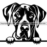 Great Dane Dog Peeking Face Design Puppy Head Purebred Pup Pedigree Vector Canine K-9 K9 Animal Portrait Doggy Clipart SVG