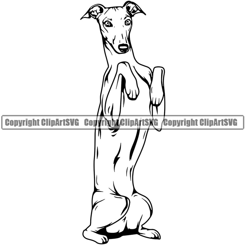 Grey hound Dog Begging Design Puppy Head Purebred Pup Pedigree Vector K9 Animal Portrait Doggy Face Cute Clipart SVG