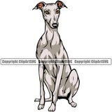 Greyhound Dog Sitting Design Color Body K9 Animal Portrait Doggy Face Cute Canine Vector Puppy Purebred Pedigree Clipart SVG