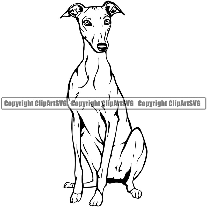 Greyhound Dog Sitting Design Puppy Pup Body Purebred Pedigree Vector K9 Animal Portrait Doggy Face Cute Clipart SVG