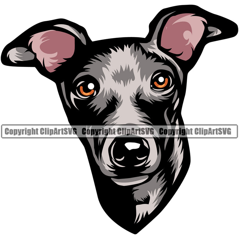 Greyhound Dog Color Head Puppy Pup Head Purebred Pedigree Vector K9 Animal Portrait Doggy Face Cute Design Clipart SVG