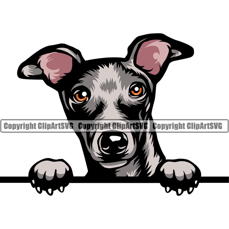 Greyhound Dog Puppy Pup Head Purebred Pedigree Vector K9 Animal Portrait Doggy Face Cute Clipart SVG