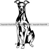 Greyhound Dog Sitting Design K9 Animal Portrait Doggy Face Cute Vector Canine Vector Puppy Pup Head Purebred Pedigree Clipart SVG