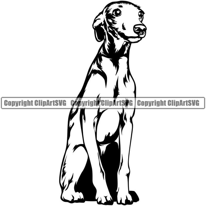 Greyhound Italian Dog Sitting Design K9 Animal Portrait Doggy Face Cute Vector Puppy Pup Head Purebred Pedigree Clipart SVG