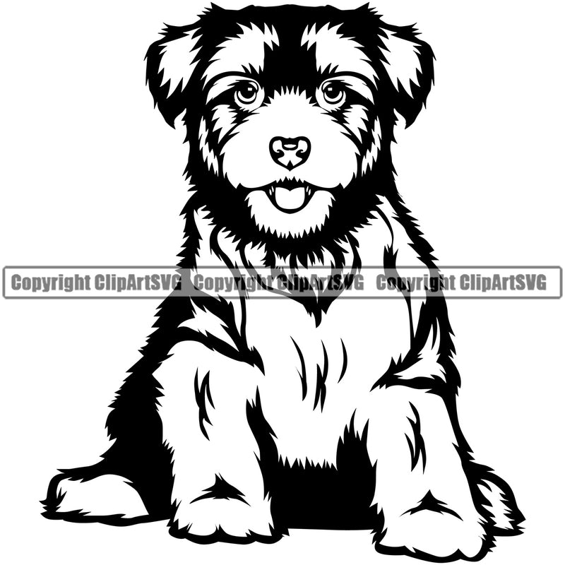 Havanese Dog Sitting K9 Animal Portrait Doggy Face Cute Vector Puppy Pup Head Purebred Pedigree Clipart SVG