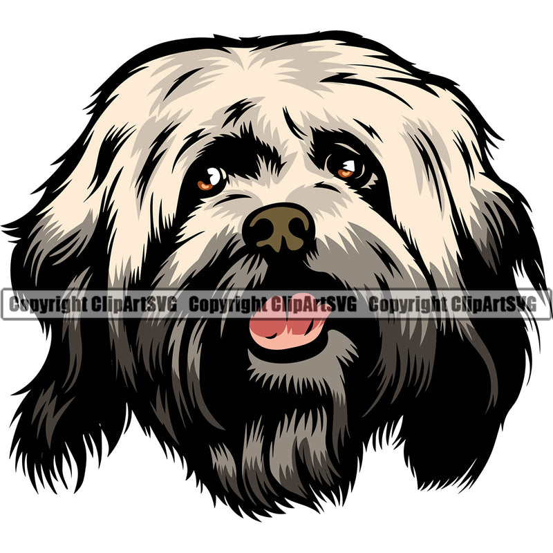 Havanese Dog Smiling Face Color Head Design Puppy Pup Head Purebred Pedigree Vector K9 Animal Portrait Doggy Face Cute Canine Clipart SVG