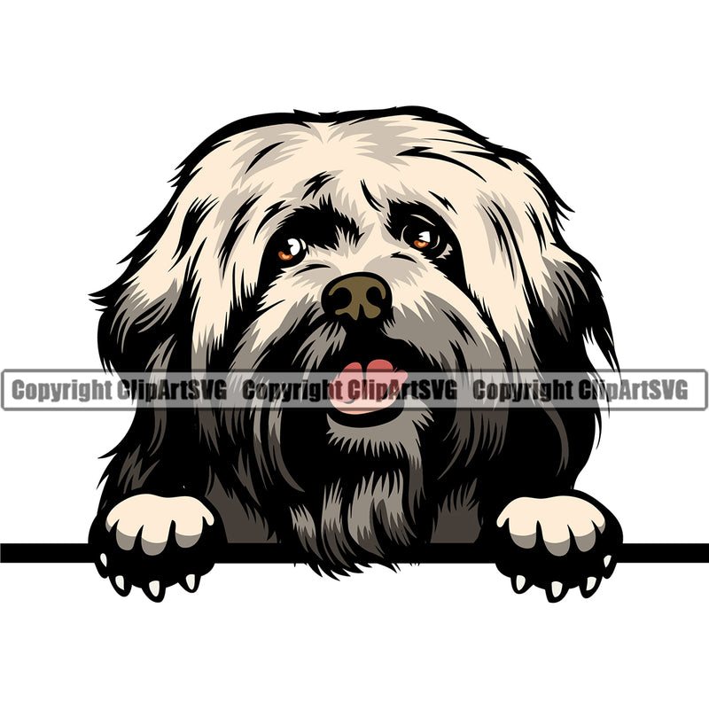 Havanese Dog Peeking Design K-9 K9 Animal Portrait Doggy Face Cute Vector Purebred Pedigree Animal Face Clipart SVG