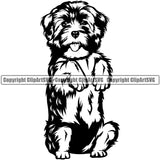 Havanese Dog Begging Animal Cute Face Doggy Canine K-9 K9 Animal Portrait Doggy Face Cute Vector Puppy Pup Head Purebred Pedigree Clipart SVG