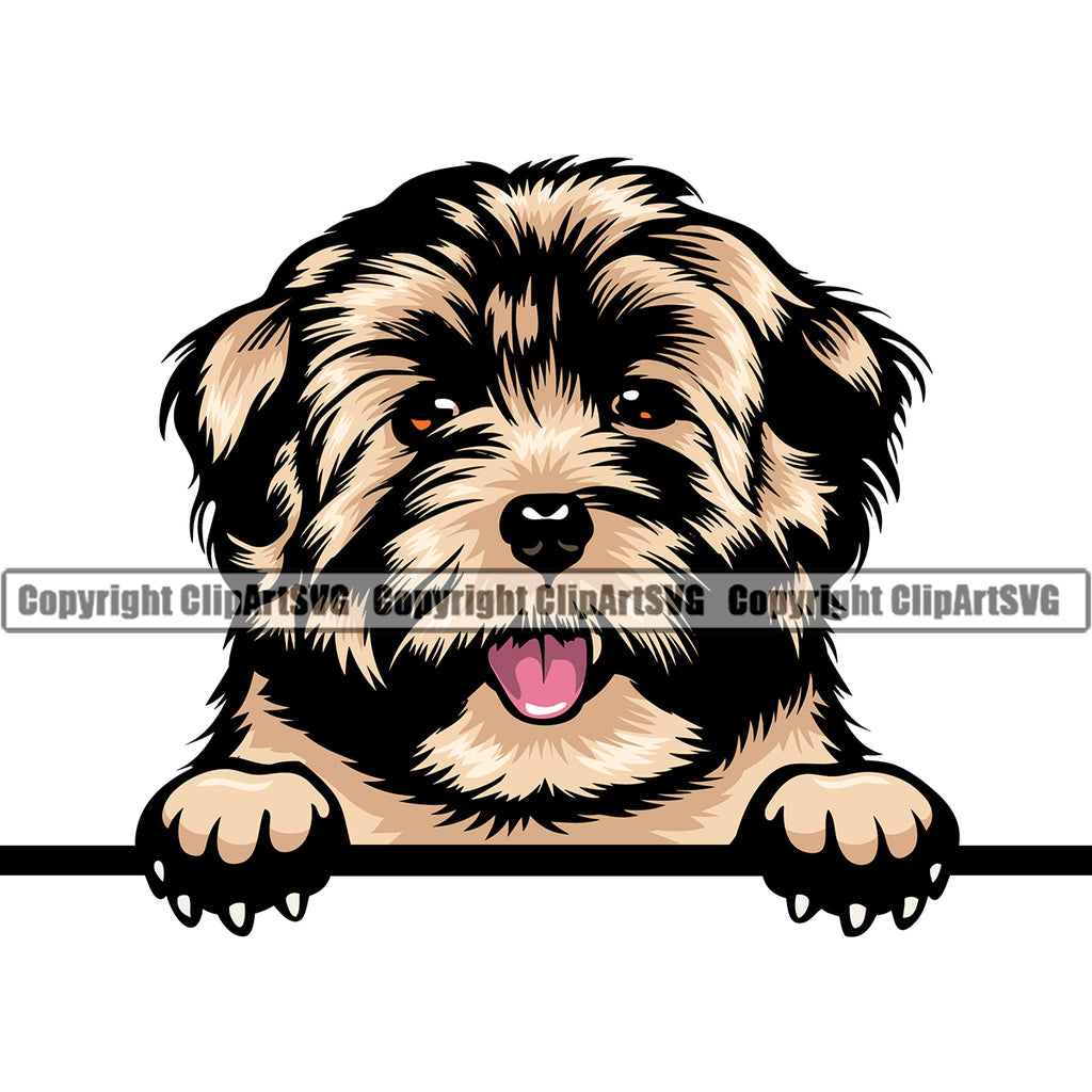 Havanese Dog Peeking Canine K-9 K9 Animal Portrait Doggy Face Cute Vector Puppy Pup Head Purebred Pedigree Clipart SVG