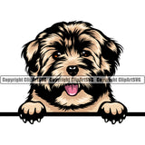 Havanese Dog Peeking Canine K-9 K9 Animal Portrait Doggy Face Cute Vector Puppy Pup Head Purebred Pedigree Clipart SVG