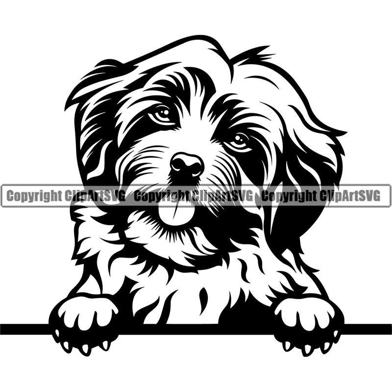 Havanese Dog Peeking Canine K-9 K9 Animal Portrait Doggy Face Cute Vector Puppy Pup Head Purebred Pedigree Clipart SVG