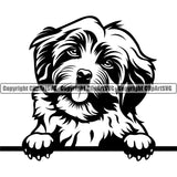 Havanese Dog Peeking Canine K-9 K9 Animal Portrait Doggy Face Cute Vector Puppy Pup Head Purebred Pedigree Clipart SVG