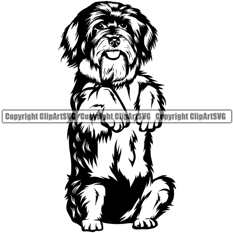 Havanese Dog Begging Cute Face Animal Pup Head Purebred Pedigree Vector Canine K-9 K9 Animal Portrait Doggy Clipart SVG