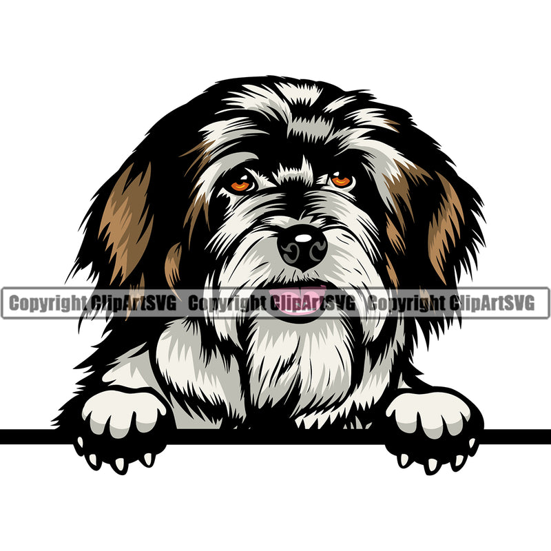 Havanese Dog Peeking Design Head Color Vector Canine K-9 K9 Animal Portrait Doggy Face Head Purebred Pedigree Clipart SVG