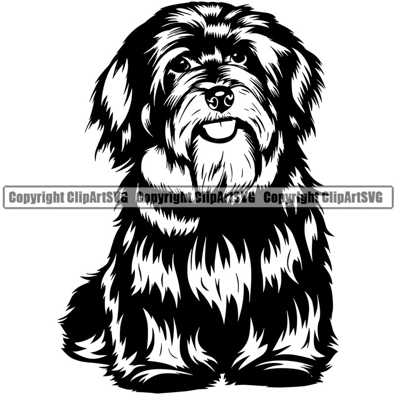 Havanese Dog Sitting Canine K-9 K9 Animal Portrait Doggy Face Cute Vector Puppy Pup Head Purebred Pedigree Clipart SVG
