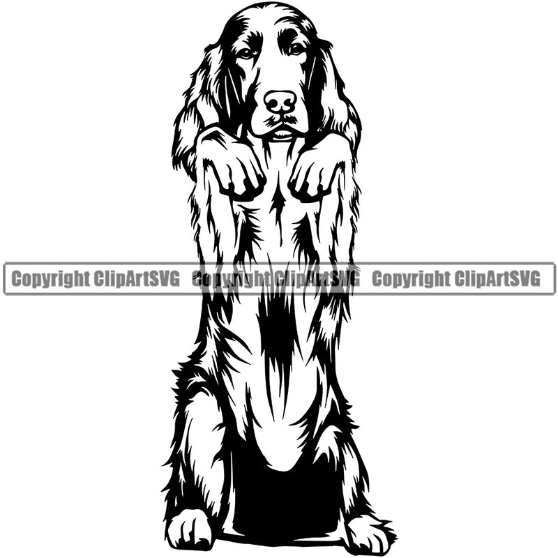 Havanese Dog Begging Canine K-9 K9 Animal Portrait Doggy Face Cute Design Puppy Purebred Pedigree Clipart SVG