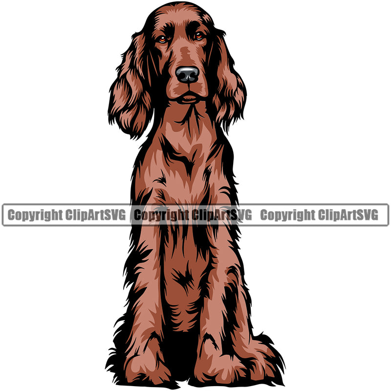 Irish Setter Dog Sitting Design K9 Animal Portrait Doggy Face Cute Vector Canine Head Purebred Pedigree Clipart SVG
