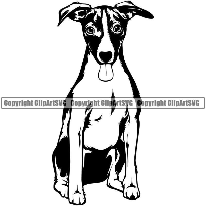 Jack Russell Terrier Dog Sitting Design Puppy Head Purebred Pup Pedigree Vector K9 Animal Portrait Doggy Face Cute Clipart SVG