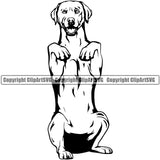 Labrador Retriever Dog Begging Design Puppy Pup Head Purebred Pedigree Vector Canine K-9 K9 Animal Portrait Doggy Face Cute Clipart SVG