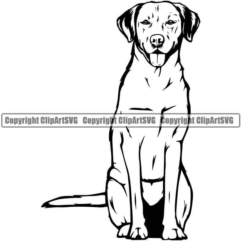 Labrador Retriever Dog Sitting Animal Body Design Canine K-9 K9 Animal Portrait Doggy Face Cute Vector Puppy Purebred Pedigree Clipart SVG