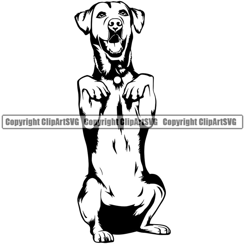 Labrador Dog Begging Vector Canine K-9 K9 Animal Portrait Doggy Design Puppy Pup Head Purebred Pedigree Clipart SVG