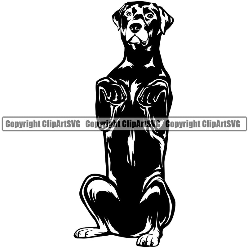 Labrador Dog Begging Design Black Color Body Puppy Pup Purebred Pedigree K9 Animal Portrait Doggy Vector Clipart SVG