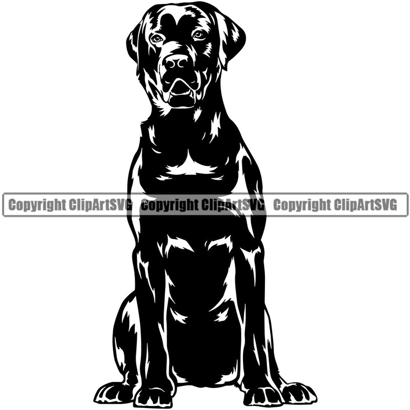 Labrador Dog Sitting Design Animal Portrait Doggy Face Cute K9 Vector Puppy Pup Purebred Pedigree Clipart SVG
