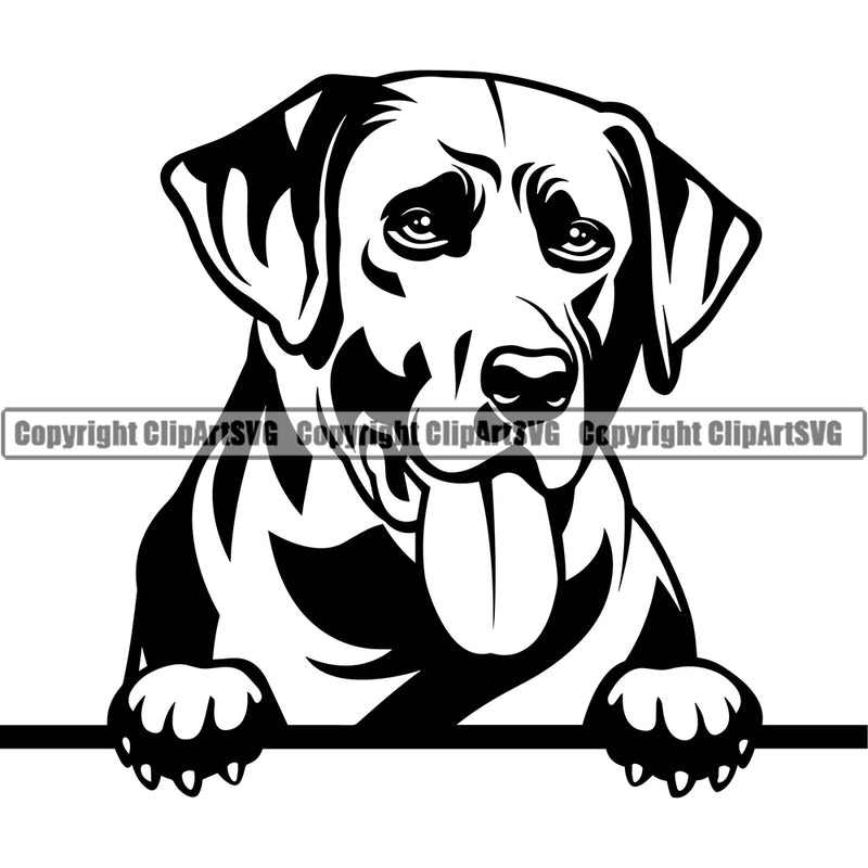 Labrador Dog Peeking Design Element Face Cute Puppy Pup Head Purebred Pedigree Canine K-9 K9 Animal Portrait Vector Clipart SVG